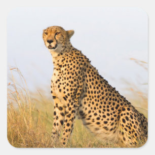 Cheetah Vierkante Sticker