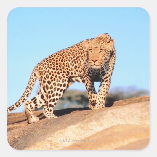Cheetah Vierkante Sticker (Voorkant)