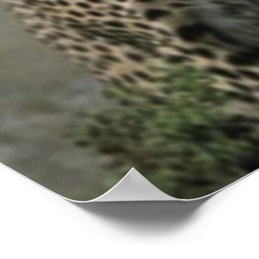 Cheetah vrienden poster (Hoek)