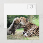 Cheetah vrouw & Cub Briefkaart (Voorkant / Achterkant)