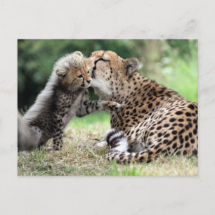 Cheetah vrouw & Cub Briefkaart