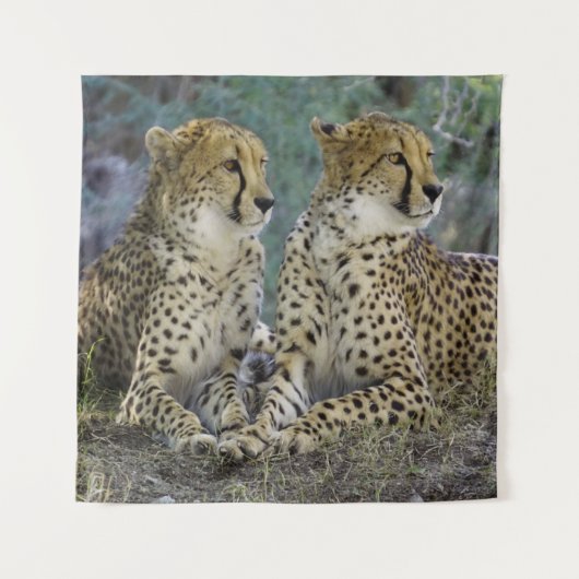 Cheetah Wandkleed (Voorkant)