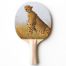 Cheetah wild animal Big Cat