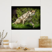 Cheetah Wild Cat Dierenliefhebber Wildlife Poster (Keuken)