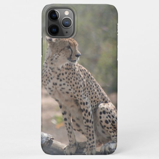 Cheetah zit op een omgevallen boom in het wild iPhone hoesje (Achterkant)