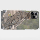 Cheetah zit op een omgevallen boom in het wild iPhone hoesje (Achterkant horizontaal)