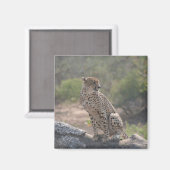 Cheetah zit op een omgevallen boom in het wild magneet (Voorkant / Achterkant)