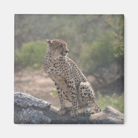 Cheetah zit op een omgevallen boom in het wild magneet (Voorkant)