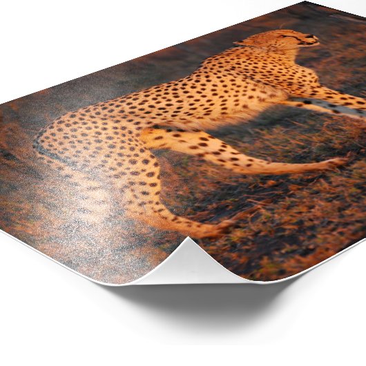 Cheetah Zuid-Afrika op Sunset Foto Afdruk (Hoek)