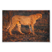 Cheetah Zuid-Afrika op Sunset Foto Afdruk (Voorkant)