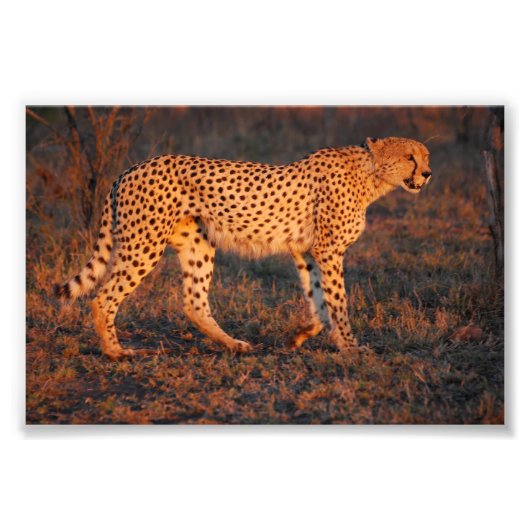 Cheetah Zuid-Afrika op Sunset Foto Afdruk (Voorkant)
