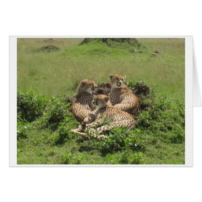 Cheetahs (Voorkant Horizontaal)