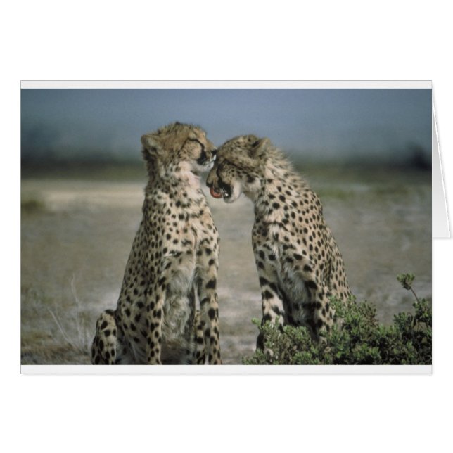 cheetahs (Voorkant Horizontaal)