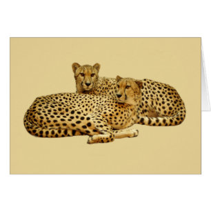 Cheetahs