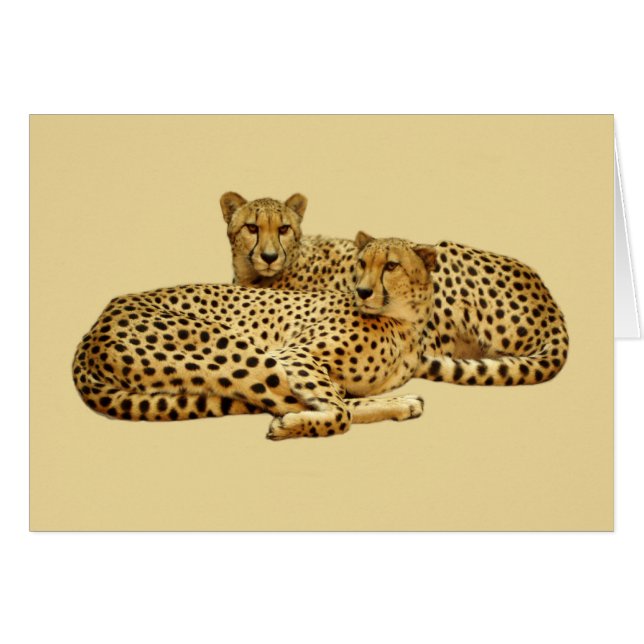 Cheetahs (Voorkant Horizontaal)