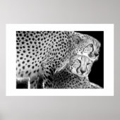 Cheetahs #1 poster (Voorkant)