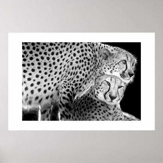 Cheetahs #1 poster (Voorkant)