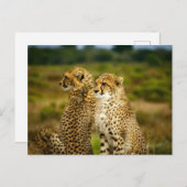 Cheetahs (Acinonyx jubatus) Fotografie Briefkaart (Voorkant / Achterkant)