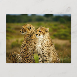 Cheetahs (Acinonyx jubatus) Fotografie Briefkaart