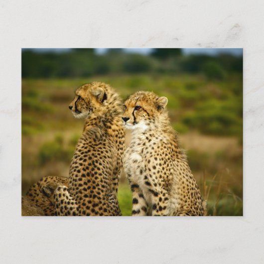 Cheetahs (Acinonyx jubatus) Fotografie Briefkaart (Voorkant)