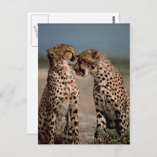 Cheetahs Briefkaart (Voorkant / Achterkant)