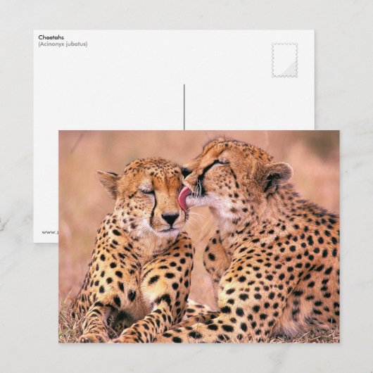 Cheetahs Briefkaart (Voorkant / Achterkant)