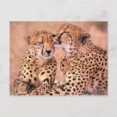 Cheetahs Briefkaart (Voorkant)