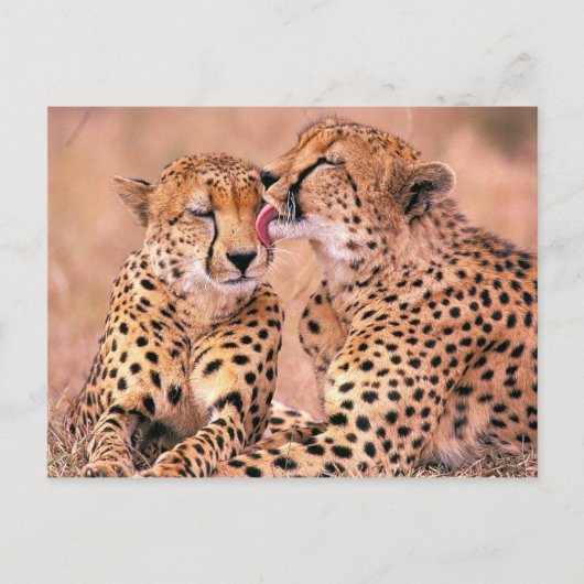 Cheetahs Briefkaart (Voorkant)