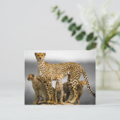 Cheetahs Briefkaart (Staand voorkant)