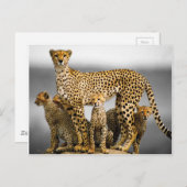 Cheetahs Briefkaart (Voorkant / Achterkant)