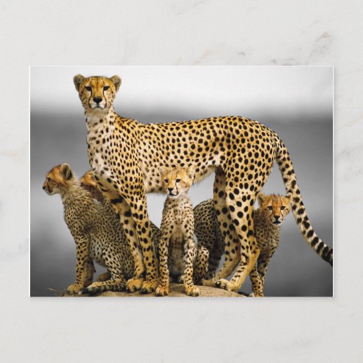 Cheetahs Briefkaart (Voorkant)