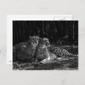 Cheetahs Briefkaart (Voorkant / Achterkant)