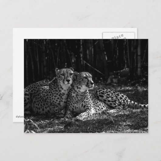 Cheetahs Briefkaart (Voorkant / Achterkant)