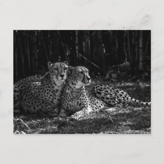 Cheetahs Briefkaart