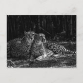 Cheetahs Briefkaart (Voorkant)