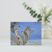 Cheetahs Briefkaart (Staand voorkant)