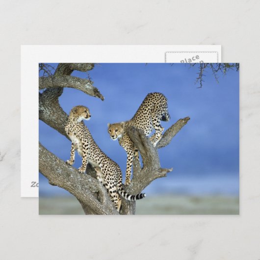 Cheetahs Briefkaart (Voorkant / Achterkant)