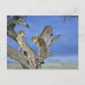 Cheetahs Briefkaart (Voorkant)