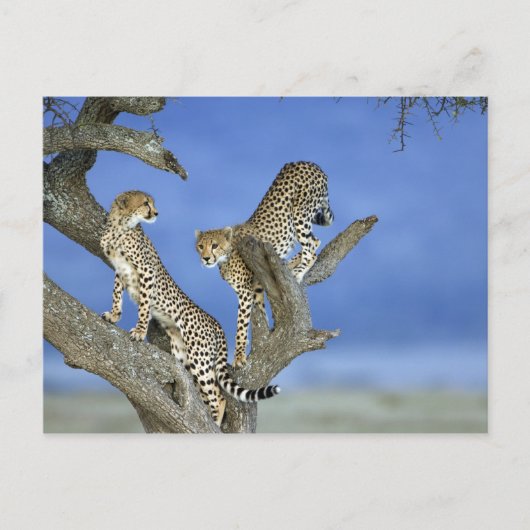 Cheetahs Briefkaart (Voorkant)