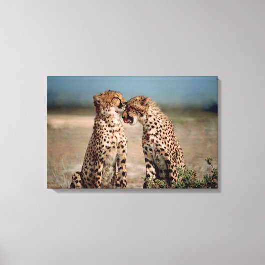 Cheetahs Canvas Afdruk (Voorkant)