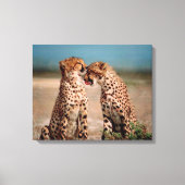 Cheetahs Canvas Afdruk (Voorkant)