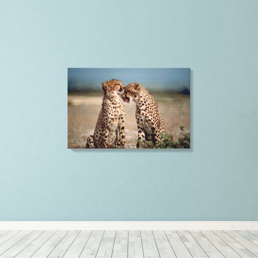 Cheetahs Canvas Afdruk (Insitu (Houten vloer))