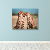 Cheetahs Canvas Afdruk (Insitu (Houten vloer))