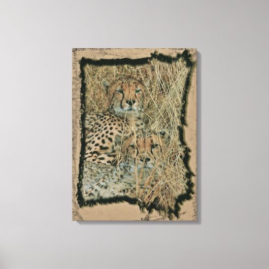 Cheetahs Canvas Afdruk (Voorkant)