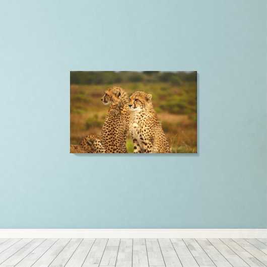 Cheetahs Canvas Afdruk (Insitu (Houten vloer))