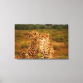 Cheetahs Canvas Afdruk (Voorkant)