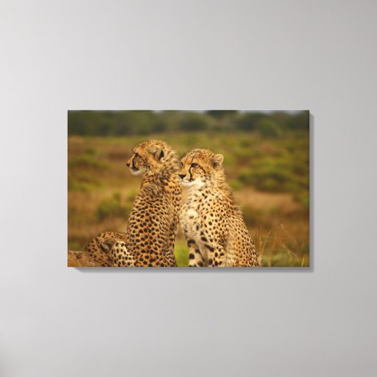 Cheetahs Canvas Afdruk (Voorkant)