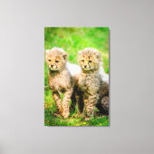 Cheetahs Canvas Afdruk (Voorkant)