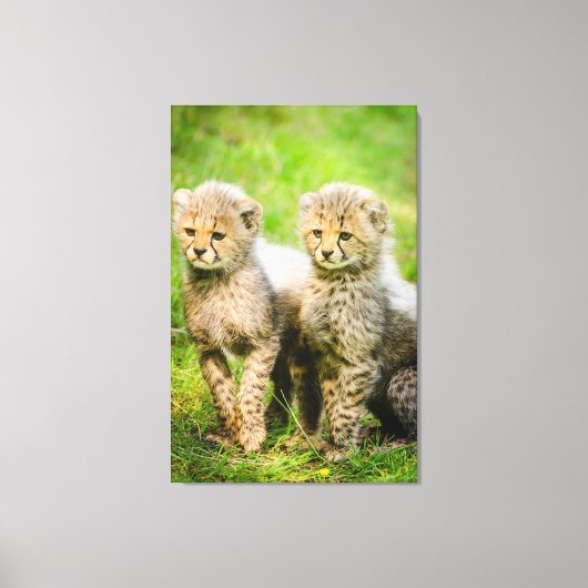 Cheetahs Canvas Afdruk (Voorkant)