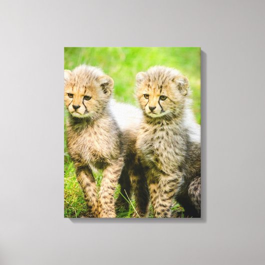 Cheetahs Canvas Afdruk (Voorkant)